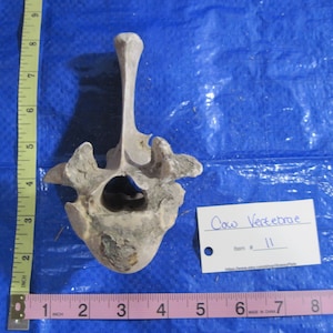 Black Angus Vertebrae