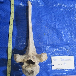 Cow Vertebrae