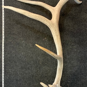 Elk Horn Single 8 Point