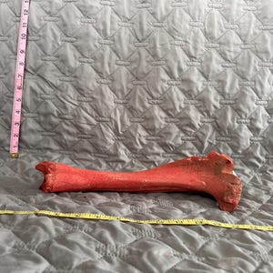 Dyed Red Bovine Cow Tibia