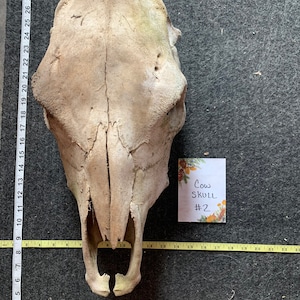 Angus Cattle Skull