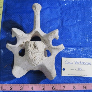 Montana Cow Vertebrae