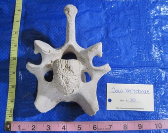 Cow Vertebrae Grab Bag 3 Piece - Etsy