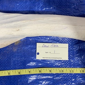 Angus Cow Tibia