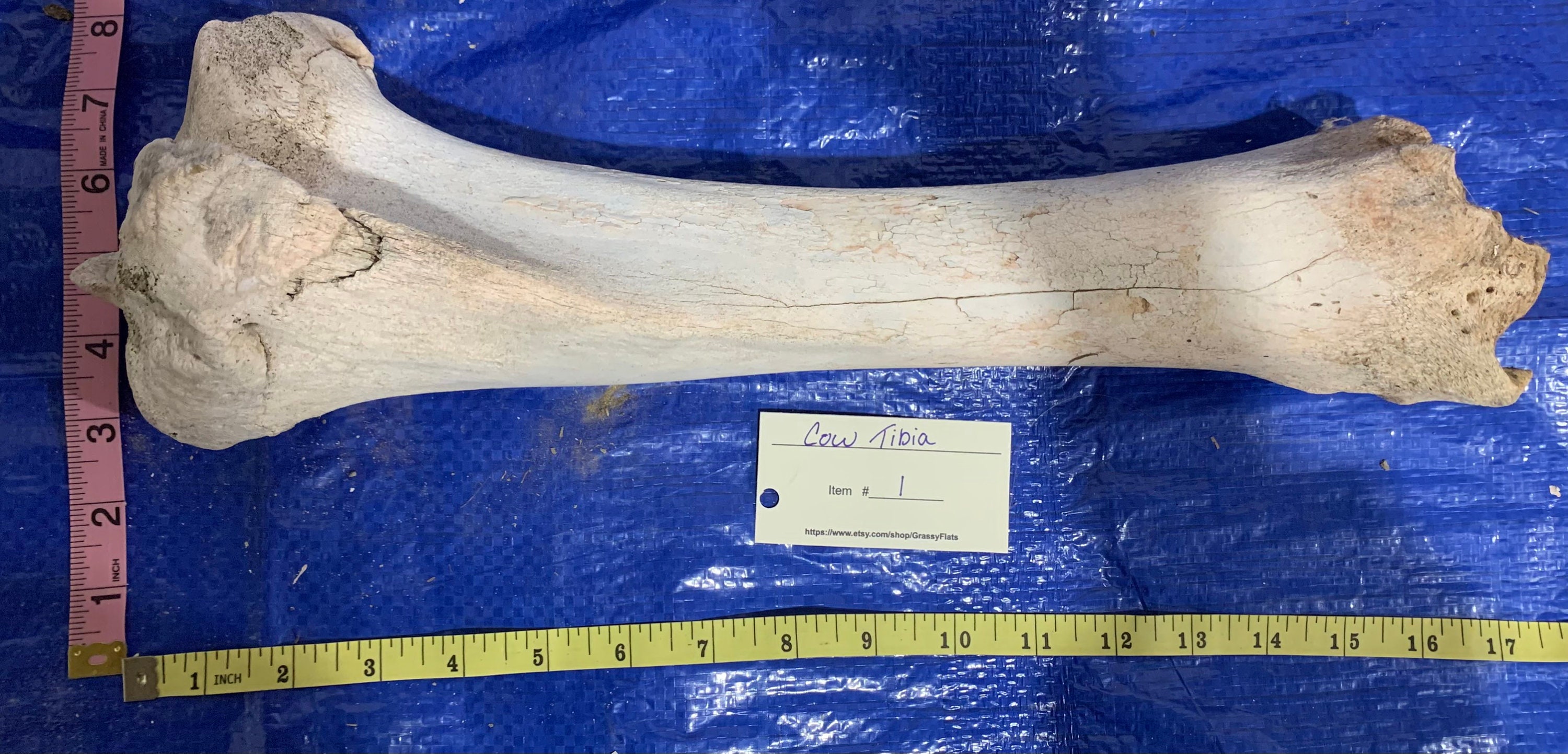 Angus Cow Tibia - Etsy