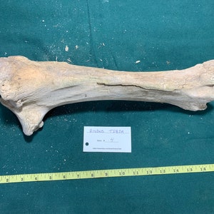 Bovine Cow Tibia