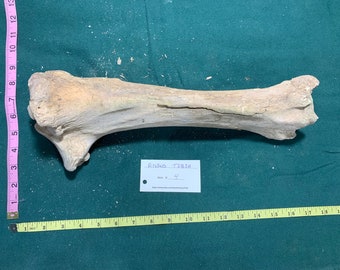 Bovine Cow Tibia