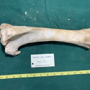 Bovine Tibia
