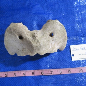 Angus Cow Back Bone