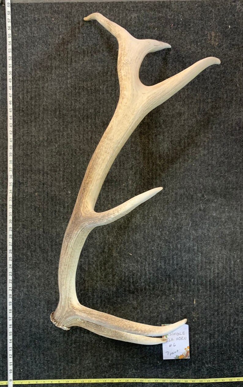 Signal Montana 7 Point Elk Horn - Etsy