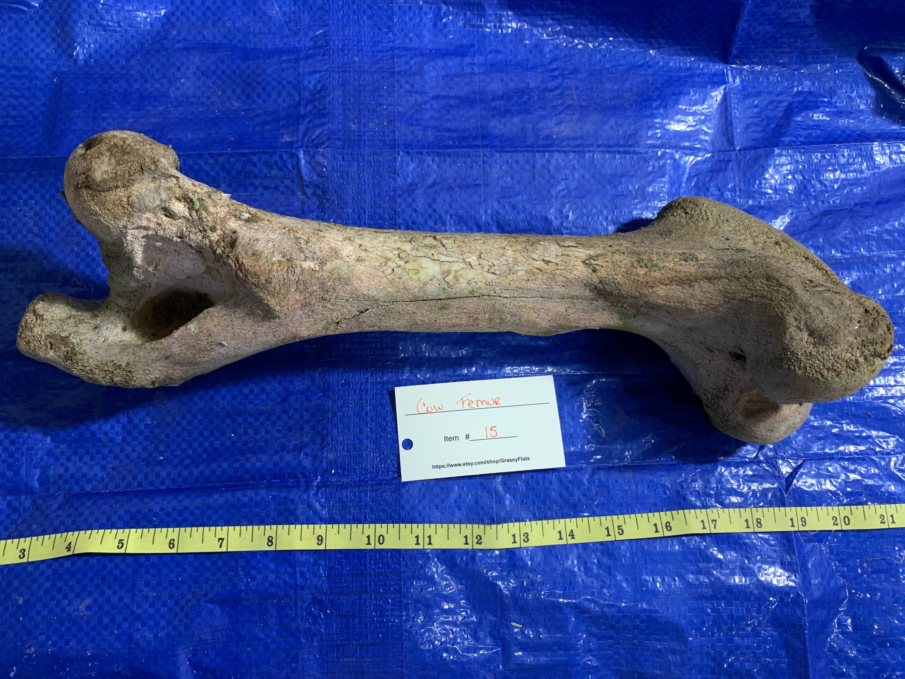 Angus Cow Femur Etsy