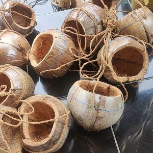 May include: A selection of coconut shell planters. Each planter is crafted from a halved coconut, featuring a natural brown exterior and a rough, textured surface. They are bound with rope and ready for plants.