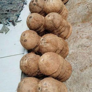 Peut inclure: Une collection de coquilles de noix de coco brunes, certaines coupées en deux, disposées sur une surface en béton. Les coquilles ont une texture rugueuse et fibreuse et varient en taille. Thème naturel et organique.