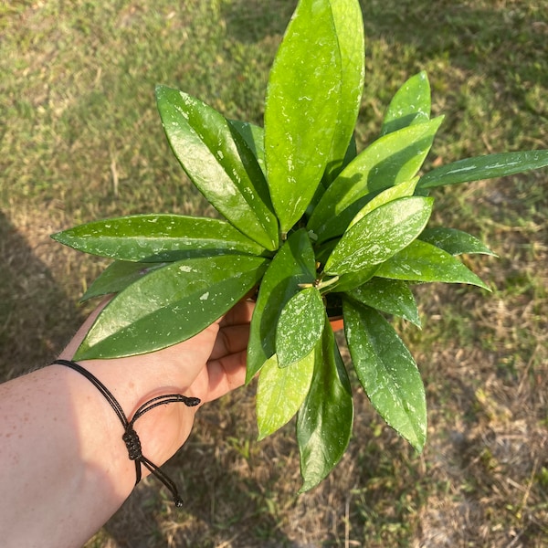 Hoya Pubicalyx Splash- 4” potted plant