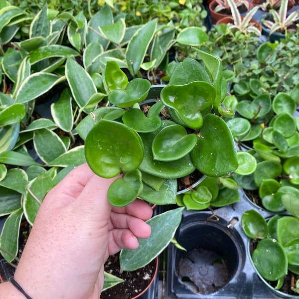 Hoya Chelsea 4” plant easy care