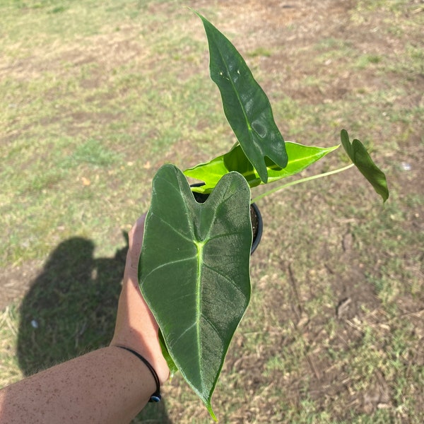 Alocasia Frydek