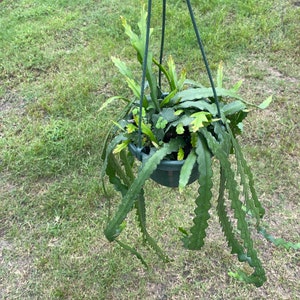 8” Fish Bone Cactus - ric rac cactus - zig zag cactus - easy care cactus - easy care plants - trailing plants