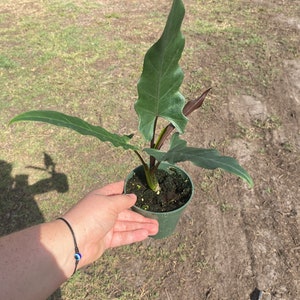 Alocasia Lauterbachiana