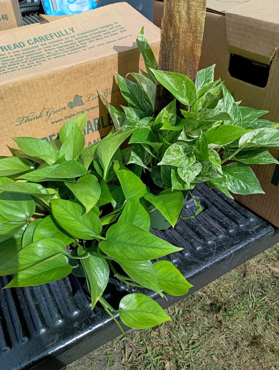 Jade Pothos and Marble Queen Totem Pole 6 Pots Etsy