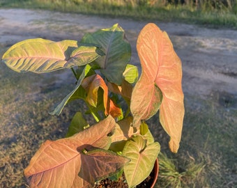 Syngonium Pink Neon 6” pot