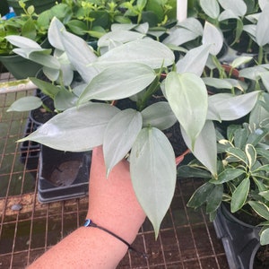 Philodendron Silver Sword 4” - Hastatum -  Live, Easy Care Houseplant