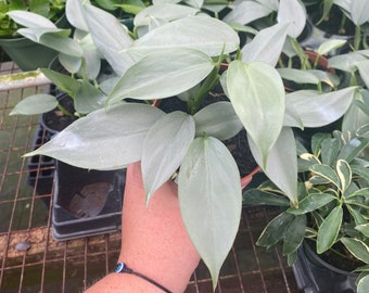 Philodendron Silver Sword 4” - Hastatum -  Live, Easy Care Houseplant