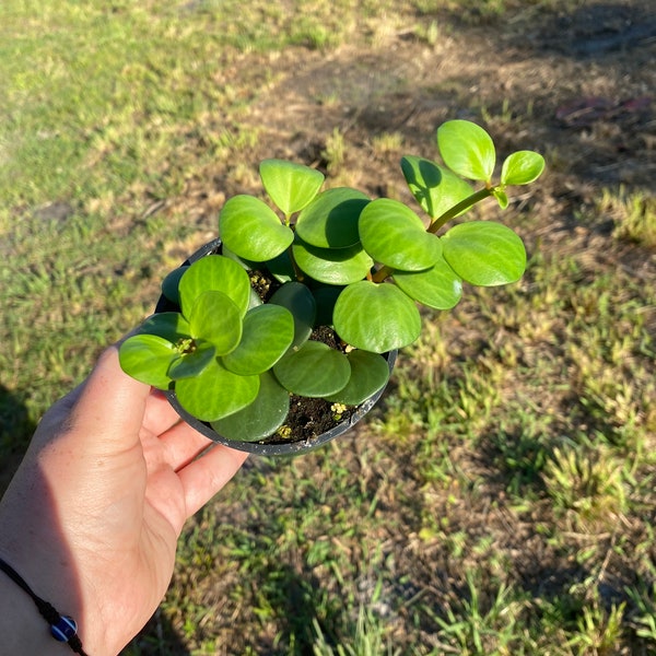 Peperomia Hope - 4” pot - Easy Care