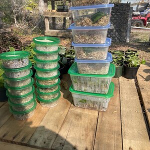 Caja de corte de plantas Mystery House - Elige el tamaño