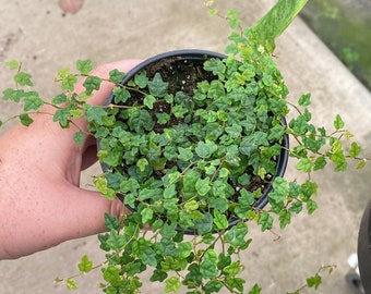 4”  Pilea string of frogs - Terrarium plant - Ficus pumila 'Quercifolia'