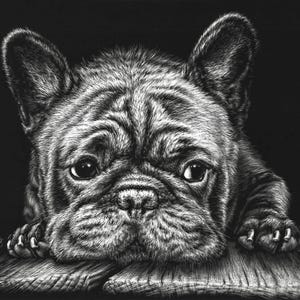 Waiting | French Bulldog; Fine Art Prints of Original Hand-Engraved Animal Portrait