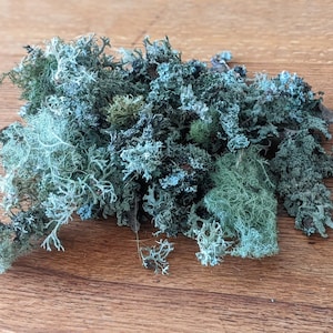 May include: A collection of dried moss, displaying a range of greens, greys, and browns. The moss has a textured, natural look, with intricate branching patterns and diverse tones. The backdrop is a wooden surface.