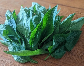 Fresh Comfrey Leaves, Comfrey poultice, Joint Wraps, Sprains, Strains, Broken bones, Pulled muscles, Oil infusion, Salves, Balms, Tincture