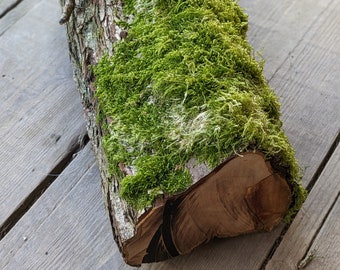 Tree Log with Living Moss, Green Moss Forest Log, Terrariums, Mossariums, Garden Ornaments, Natural Crafts, Woodland Wedding Decor