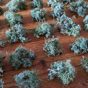 May include: A collection of dried, light green and gray lichen arranged on a wooden surface. The lichen has a textured, branching appearance, with varying shades of green and gray. The wooden surface has a warm, brown tone.