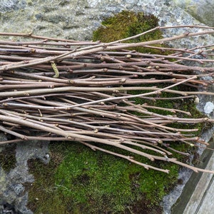 Natural Hazel Whips, Thin Hazel Wood Sticks, Natural Crafts, Floristry, Vase Filler, Green Hazel Wood Stems, Straight Hazel Branches