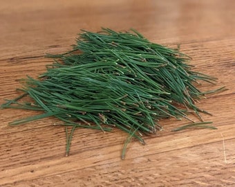 Scots Pine Needles, Pinus Sylvestris, Fresh Raw Picked to Order, Pine Needle Tea, Pine Syrup, Winter Incense, Wild, Sustainable, UK
