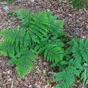 3 X Bareroot Native Ferns, Broad Buckler Fern, Perennial, Shade tolerant