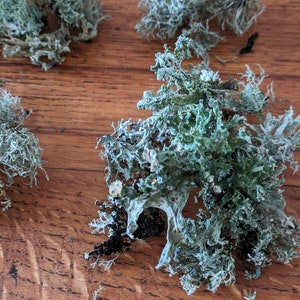 May include: Close-up of several pieces of dried, light green and gray lichen. The lichen has a textured, branching appearance and is arranged on a wooden surface. The natural elements are ideal for crafting and decorative purposes.