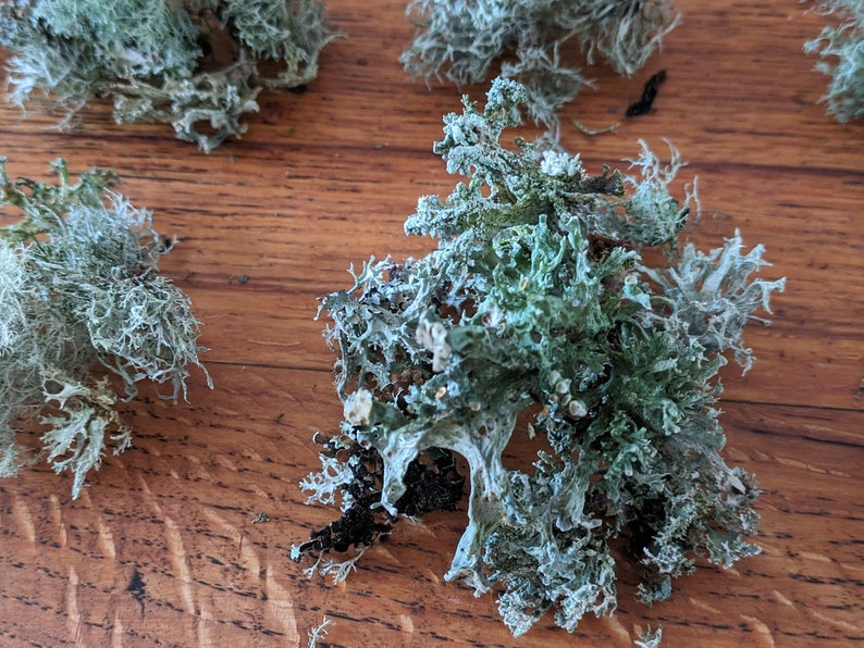 May include: Close-up of several pieces of dried, light green and gray lichen. The lichen has a textured, branching appearance and is arranged on a wooden surface. The natural elements are ideal for crafting and decorative purposes.