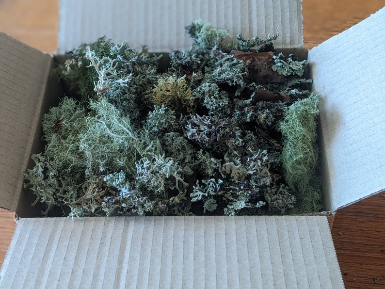 May include: An open cardboard box filled with various types of dried moss. The moss ranges in color from light green to dark green and brown, with a textured appearance. The box is sitting on a wooden surface.