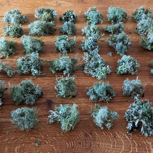 May include: An overhead shot displays numerous clumps of light green and gray-green preserved moss. The moss is arranged on a wooden surface with a natural wood grain pattern. The moss appears to be dried and textured, with a variety of shapes and sizes.