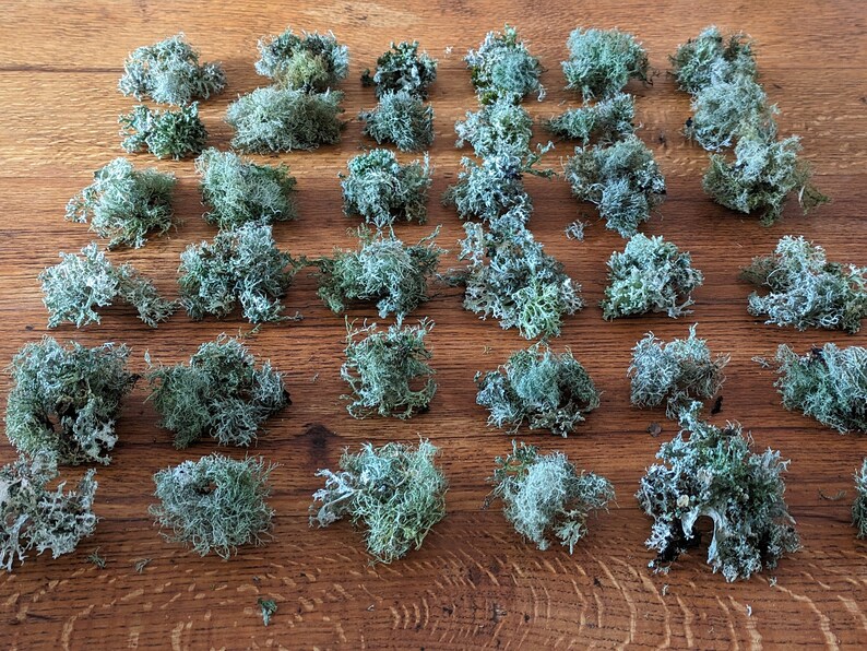 May include: An overhead shot displays numerous clumps of light green and gray-green preserved moss. The moss is arranged on a wooden surface with a natural wood grain pattern. The moss appears to be dried and textured, with a variety of shapes and sizes.