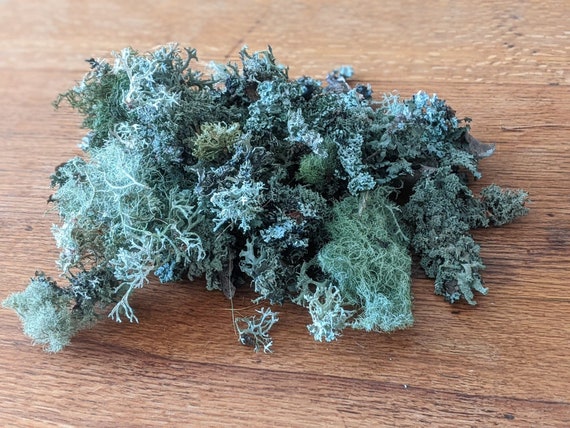 Dried Lichen Mix, Oakmoss, Usnea, Terrariums, Tree Moss, Fairy Gardens, Forest DIY Craft, Moss Wall Art, Wreaths, Rustic Decor, Sustainable