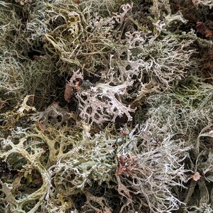May include: Close-up of dried, textured moss in shades of green, gray, and brown. The intricate, branching structures create a dense, natural pattern. This image showcases a variety of moss types, perfect for crafting or decorative purposes.