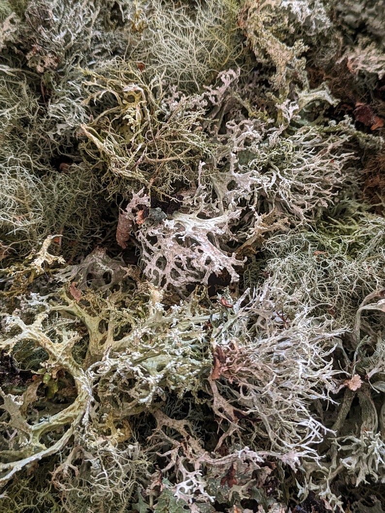 May include: Close-up of dried, textured moss in shades of green, gray, and brown. The intricate, branching structures create a dense, natural pattern. This image showcases a variety of moss types, perfect for crafting or decorative purposes.
