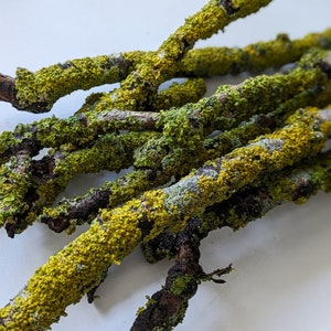 May include: Close-up of several brown twigs covered in vibrant green and yellow lichen. The twigs are arranged in a slightly overlapping pattern against a white background, showcasing the natural textures and colours.