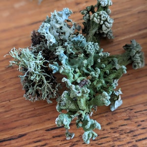 May include: Close-up of various dried lichens in shades of green, gray, and brown. The lichens have a textured, organic appearance, with branching structures and small, rounded formations. The background is a wooden surface.