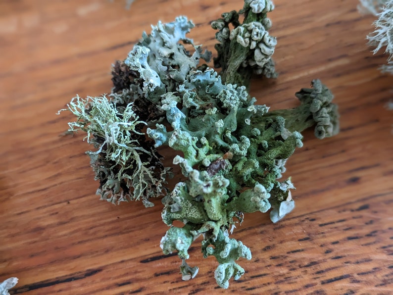 May include: Close-up of various dried lichens in shades of green, gray, and brown. The lichens have a textured, organic appearance, with branching structures and small, rounded formations. The background is a wooden surface.