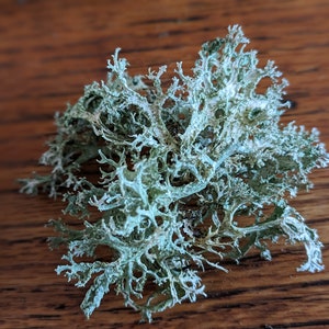 May include: Close-up of a cluster of light green lichen with a textured, branching structure. The lichen has a slightly frosted appearance and sits on a dark brown wooden surface. The natural, organic form is the focal point.