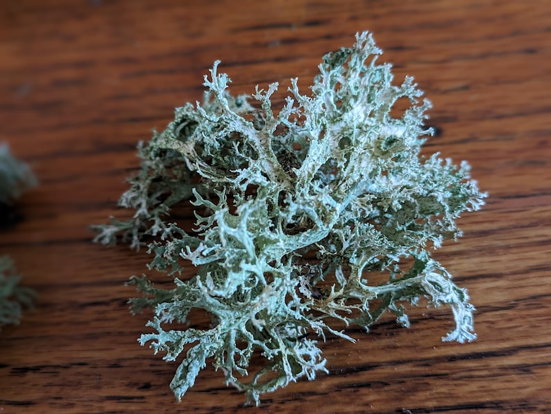May include: Close-up of a cluster of light green lichen with a textured, branching structure. The lichen has a slightly frosted appearance and sits on a dark brown wooden surface. The natural, organic form is the focal point.